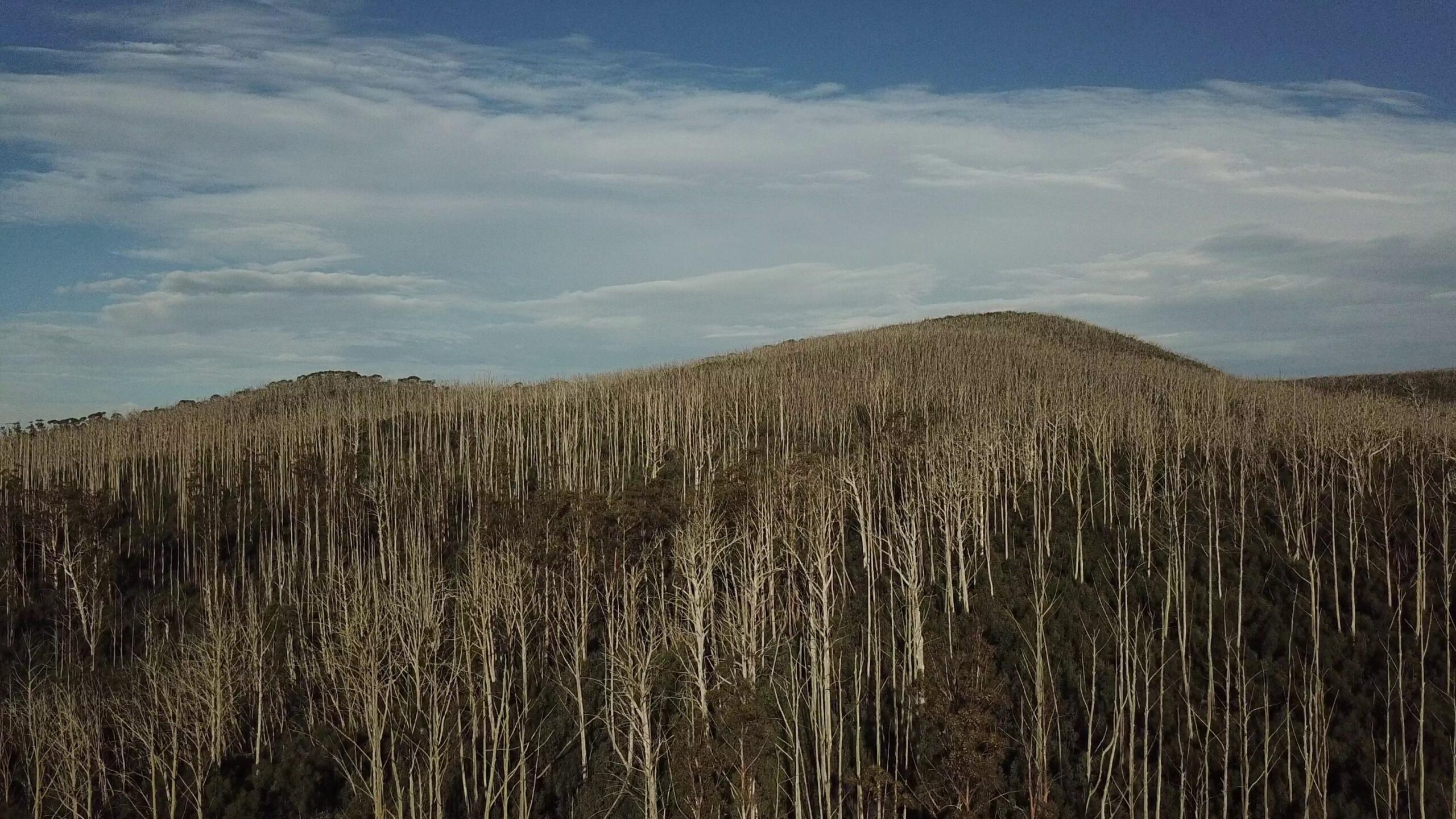 Dead Mountain Ash post 2003